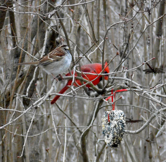 Little Heart Bird Feeder