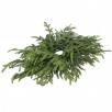 Norfolk Spruce Candle Ring
