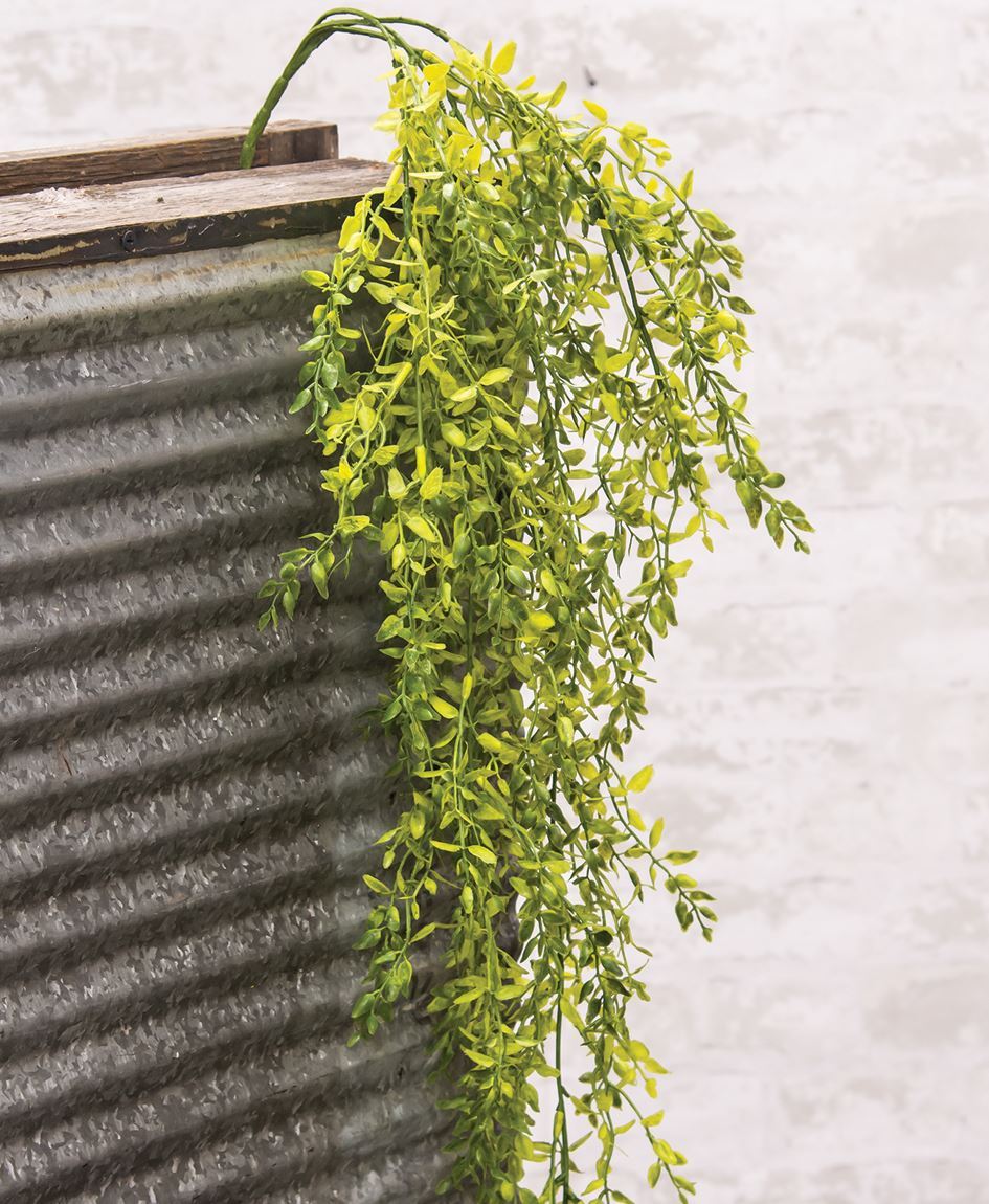 Lemon Beauty Hanging Bush