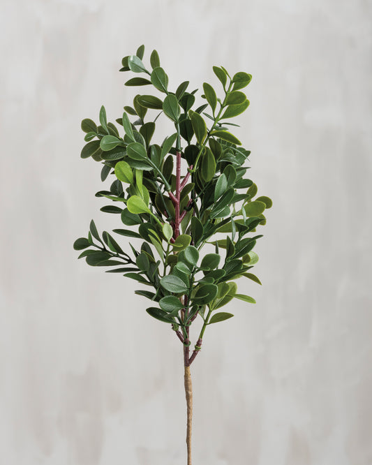 boxwood, floral